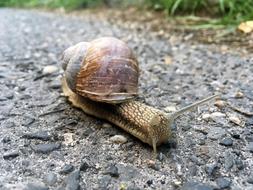 slow snail on the road