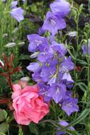 beautiful blooms in the garden