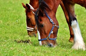 coupled horses graze in the meadow