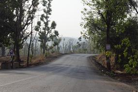 Road Nature Tree