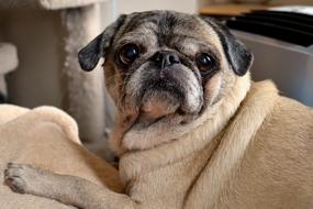 cute pug is lying on the floor