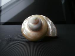 decorative seashell souvenir