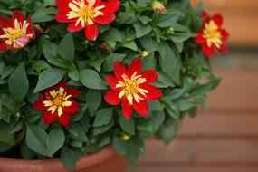 Potted Flower Garden Red