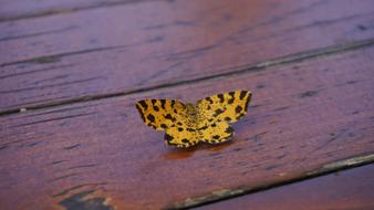 Butterfly Yellow Table wood