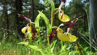 Frauenschuh German Orchid