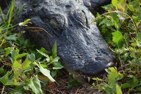 Everglades National Park Gator