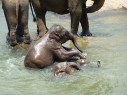 elephants swimming in green water