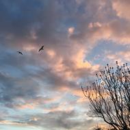 clouds and trees landscape