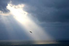 bluebird in the sky