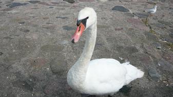 Swan Gdynia