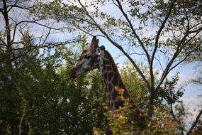 Giraffe Victoria Falls National