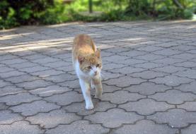 steet Tomcat