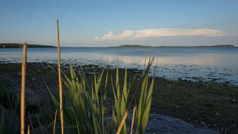 bulrushes near the lake