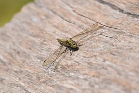Hairy Dragonfly