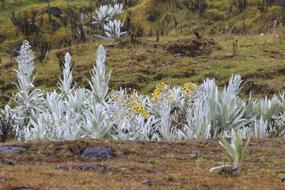 Frailejones Páramo De Chingaza