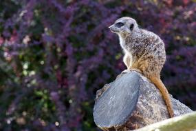 Meerkat Log