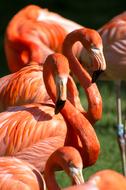 Orange Flamingos at zoo