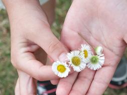 white Flowers in hands close-up