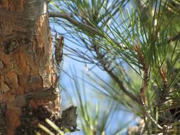 Cicada on Pine tree trunk