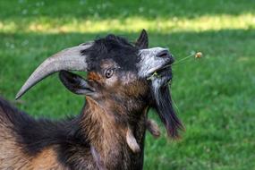 Goat Young Eat