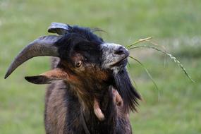 brown goat eats grass