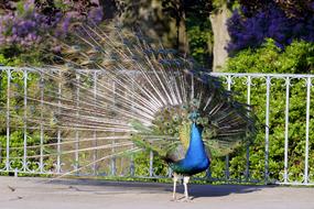 bird with colorful tail in the park