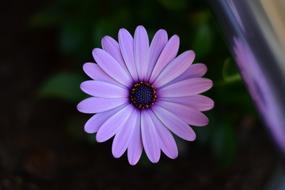 open violet flower bud