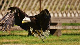 Adler Bald Eagles on grass