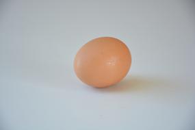 Egg Chicken