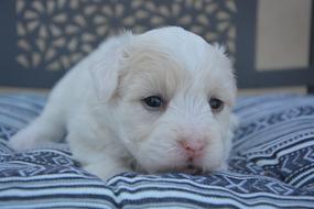 charmingly portrait of cute Dog on Tulear