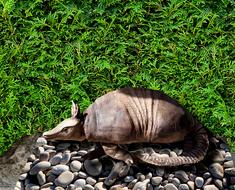 incredibly charming Armadillo Animal