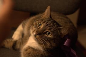 Russian blue cat with purple ribbon