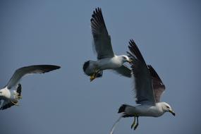 Seagull Emergency Flight