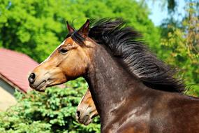 Horse Pony Head