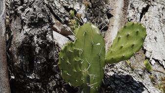 Cactus Green