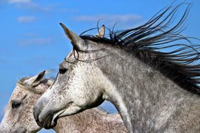 Mold Horse Thoroughbred Arabian