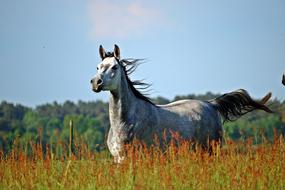 white horse in poppy flowers