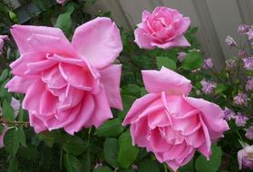 Rose Perfumed