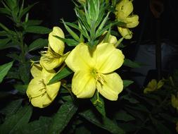 yellow beautiful flowers in the garden