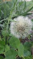 summer dandelion in the garden