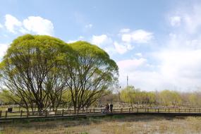 farm field with trees