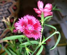 spring pink blossoms in the garden