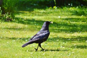 Crow walking away on lawn with food in beak
