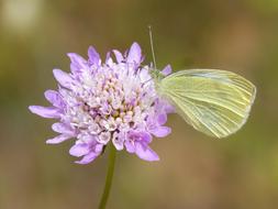wild butterfly perched on a flower