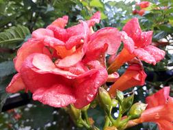 Orange Red