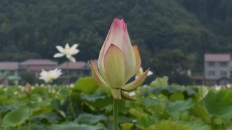 Lotus Pond Country Be