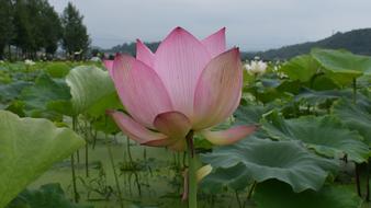 Lotus Pond Country Be