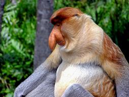 monkey with a long nose at the zoo