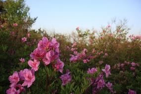 Hong Emeishan Azalea Korea