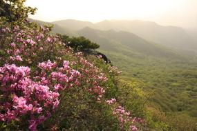 pink flowers in green grass